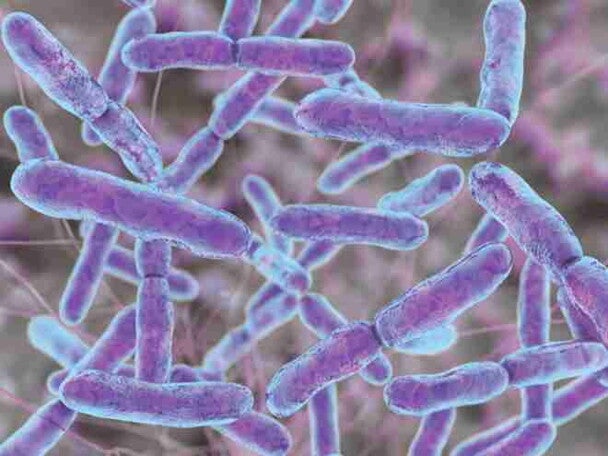 Bifidobacterium lactis Bifidobacterium lactis