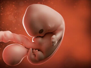 Feto de 7 semanas de embarazo Feto de 7 semanas de embarazo