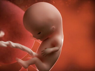 Si vieras dentro, verías que se le salen pequeños pelos en las cejas de tu bebé. Feto de 11 semanas de embarazo