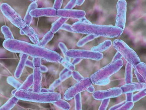 Bifidobacterium lactis Bifidobacterium lactis