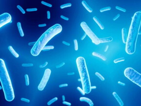 lactobacillus reuteri lactobacillus reuteri