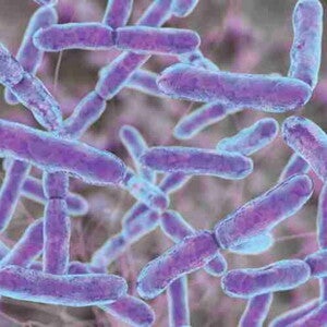 Bifidobacterium lactis
