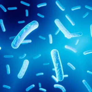 lactobacillus reuteri