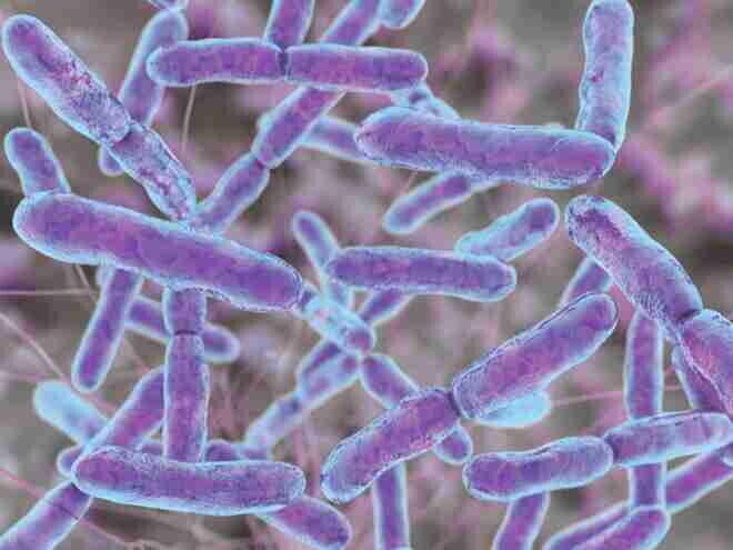 Bifidobacterium lactis Bifidobacterium lactis